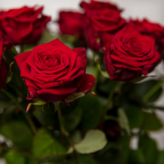 ارسال هدیه به اسپانیا - ارسال گل به اسپانیا-تبریک- ولنتاین- رز قرمز- صورتی – رز